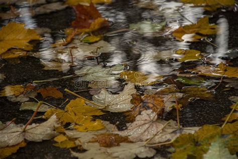 Autumn Leaves In Rain Stock Image Image Of Leaves Yellow 164586801