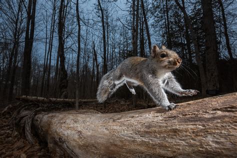 Squirrel In Action Sean Crane Photography