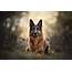 German Shepherd HD Wallpaper  Background Image 2048x1367