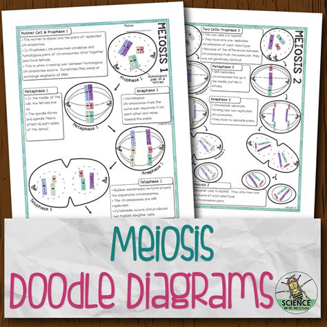Meiosis Doodle Diagrams Store Science And Math With Mrs Lau