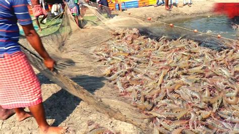 Prawns Shrimps Fish Harvest In Village Fish Farm Indian Fish Farming