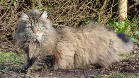 The Norwegian Forest Cat Cat Breed Information The