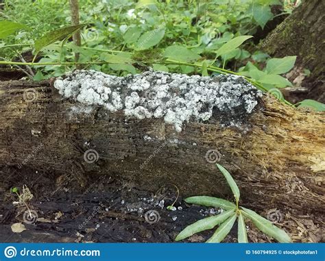 White Mushrooms Or Fungus On Decomposing Tree Stock Image Image Of