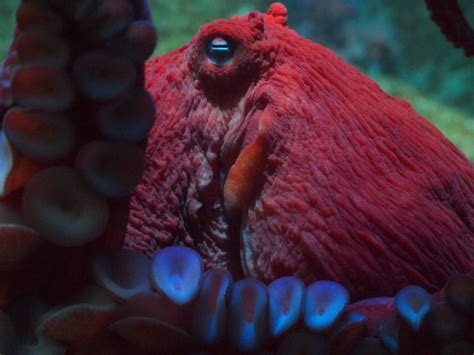 Creature Feature Giant Pacific Octopus National Marine