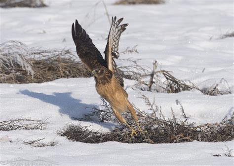 Juvenile Female Northern Harrier In A Field Of Snow Mia Mcpherson S On The Wing Photography