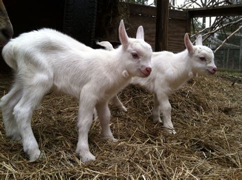 Twin Boys Love Em Sannen Baby Goats Piglet Animal Cute Animals
