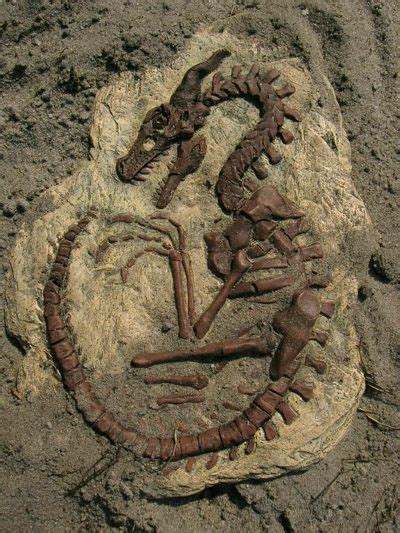 Archaeologists Are Shocked To See Ancient Dragon Fossil Unearthed In
