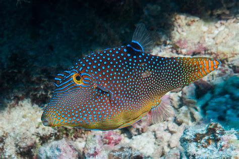Blue Spotted Puffer Care Acclimation Appearance And More