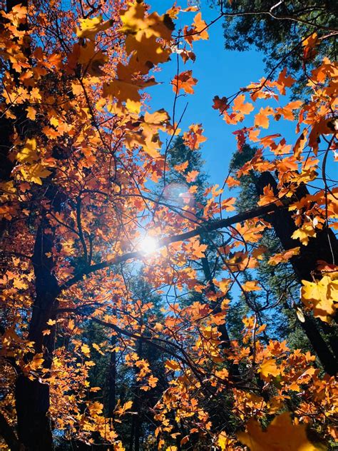 Autumn Leaves Fall Photography Autumn Photograph Fall Leaves Fall