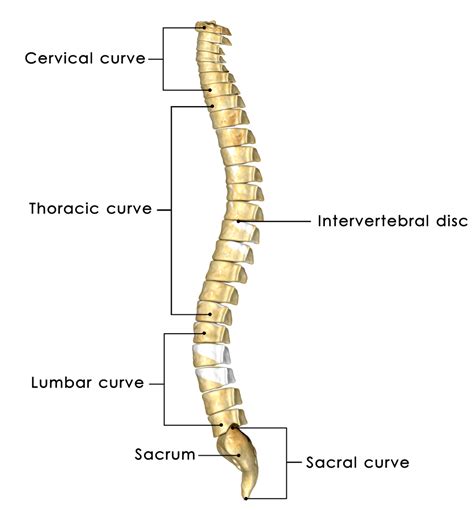 Curvatura Da Coluna Vertebral