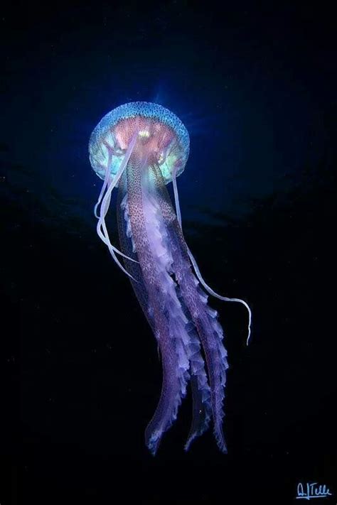 Jellyfish Deep Sea Creatures Beautiful Sea Creatures Underwater