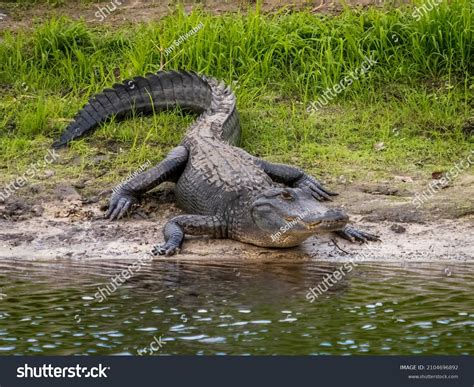 174287 Alligator Images Stock Photos 3d Objects And Vectors