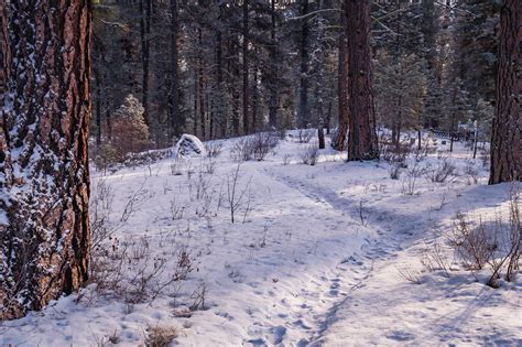 Snowy Forest · Free Stock Photo