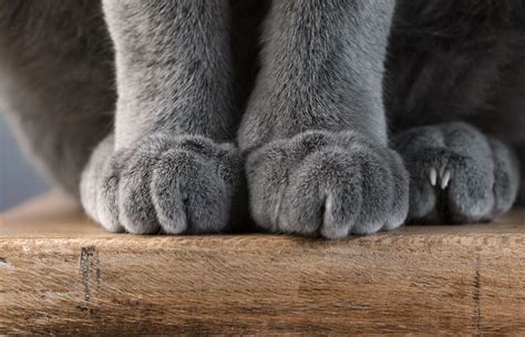 Why Do Cats Knead Their Paws Canna Pet