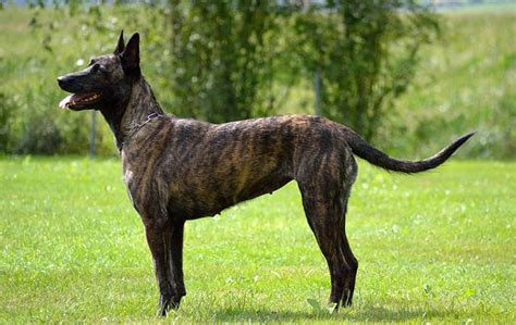 11 Dogs That Look Like German Shepherds Playbarkrun