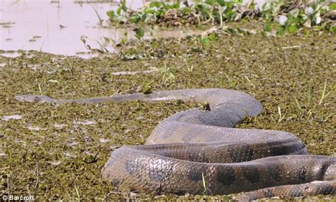 Giant Anaconda Rescued From Tree By Colombian Locals Daily Mail Online