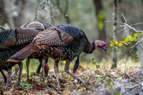 Reservieren your hotel in der türkei online. Pandemic-fueled Surge in Wild Turkey Hunting Tests ...