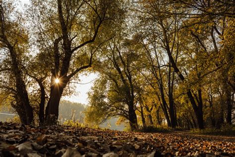 Free Picture Autumn Forest Path Sunrays Sunset Forest Landscape