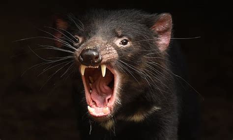 Tasmanian Devils Developing Immune Response To Contagious Face Cancer