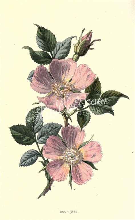 Pin By Arin Krauss On Pinkflowers Wild Rose Tattoo Botanical