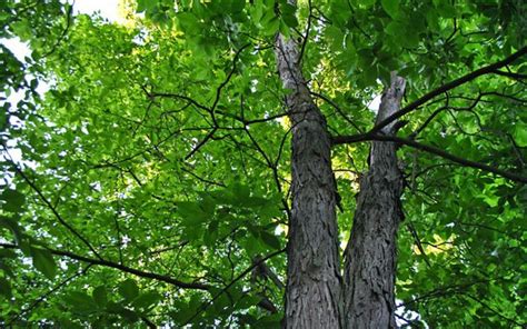 Trees Of Indiana Leaf Identification