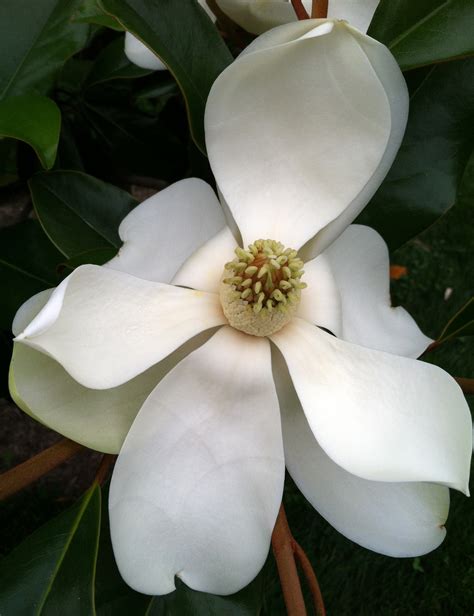 Southern Magnolias Plant Talk