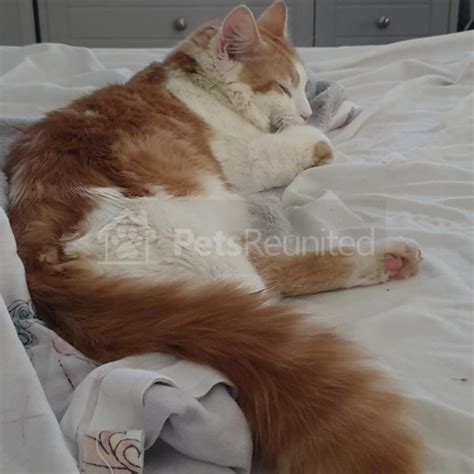 Lost Cat White Cat Called Fenix Witney Area Oxfordshire