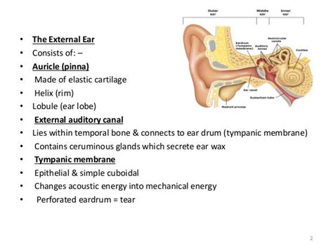 Human Ear Diagram Bodytomy