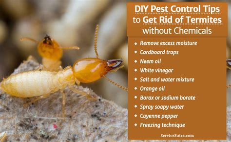 Termite control products are the way to get rid of harmful pests. Get Rid of Termites without Chemicals - DIY Pest Control Tips
