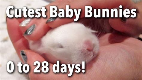 The Cutest Baby Bunnies Newborn To 28 Days Youtube