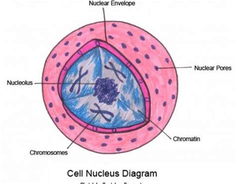 Unlike the animal cell the plant cell also has a cell wall surrounding it. 5 animal cell nucleus pictures in Cell - Biological ...