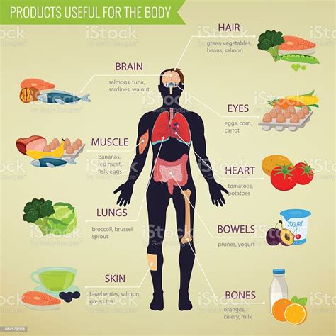 Healthy Food For Human Body Healthy Eating Infographic Stock
