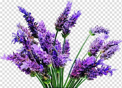 Lavender Flower Png Transparent E Nqixz