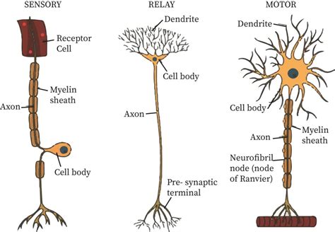 Neuron Structure Bartleby