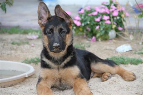 German Shepherd 3 Months Old Puppy Time To Look At The Checklist