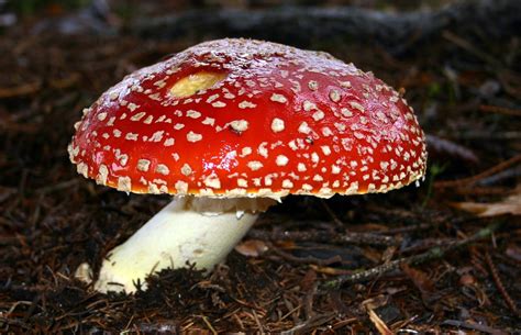 Red Mushroom Free Photo Download Freeimages