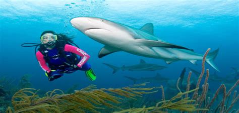 Shark Adventure Dive Scuba Dive Bahamas