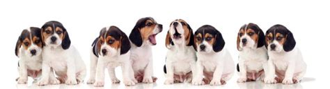 Beagle Growth Chart And Size Chart How Big Do Beagles Get