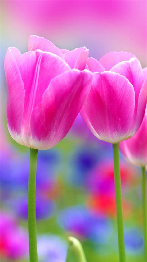 Apple Iphone 6s Wallpaper With Pink Tulips Flower Hd