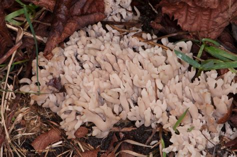 Postcards From Sussex Coral Fungus Cushion Bracket And Stump Puffballs
