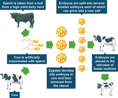 The theme of genetically modified food is actual as every year it takes the greater place in our diet. Genetic engineering advantages and disadvantages essay