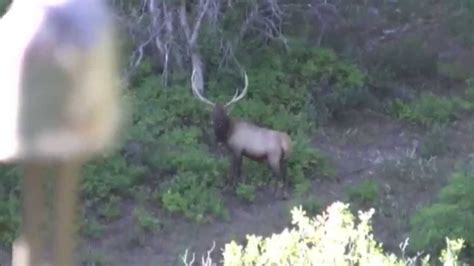 Archery Elk Hunt In Utah Curtis Roberts Mossback Youtube