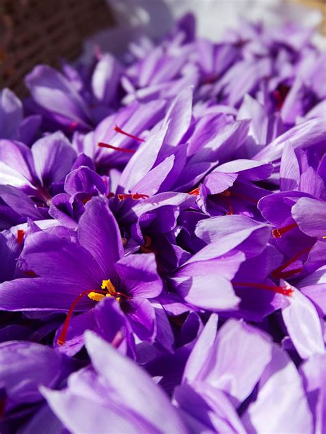 Hd Wallpaper Saffron Crocus Sativus Harvest Flowers Of Saffron