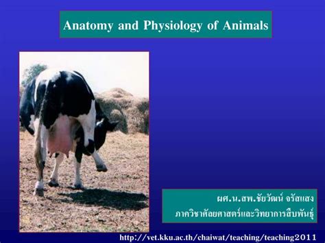 Ppt Anatomy And Physiology Of Animals Powerpoint Presentation Free
