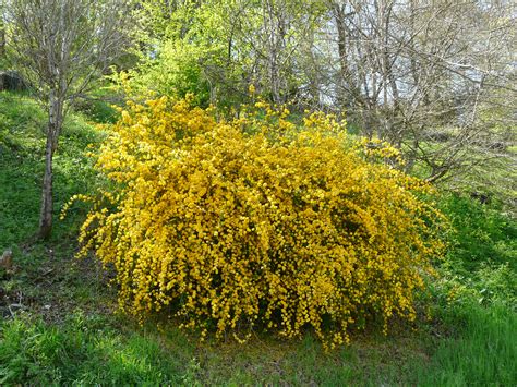 Filekerria Japonica Pleniflora 7 Wikimedia Commons