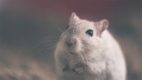 Free Images White Mouse Animal Looking Wildlife Mammal Hamster