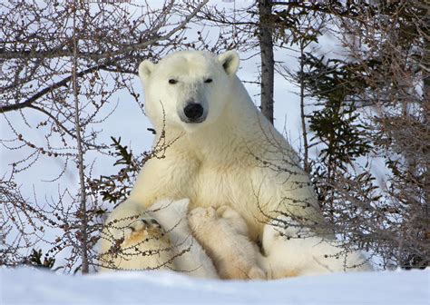 Mother Polar Bear With Three Cubs Photograph By Keren Su