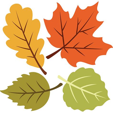 Oak Leaf Clip Art Vector Images And Illustrations Istock