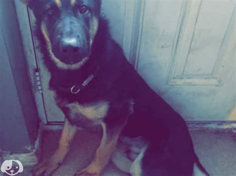 6 Month Old Gsd In Leeds On Freeads Classifieds German Shepherds