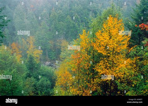 Fall Foliage West Virginia Stock Photo Alamy